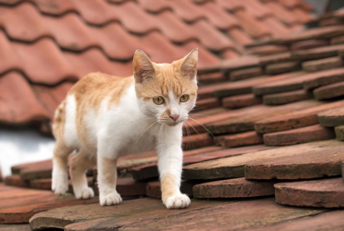 屋根の上を歩く猫