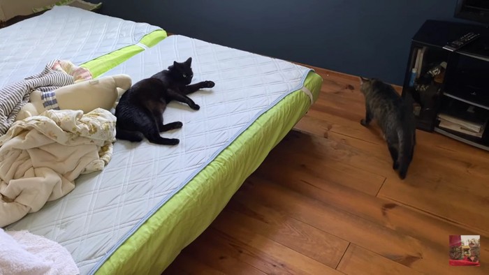 寝室で寛ぐ猫たち