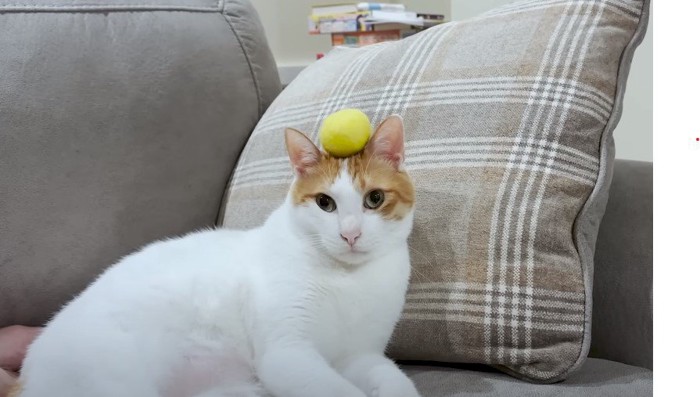 ボールを頭の上へ乗せられる猫