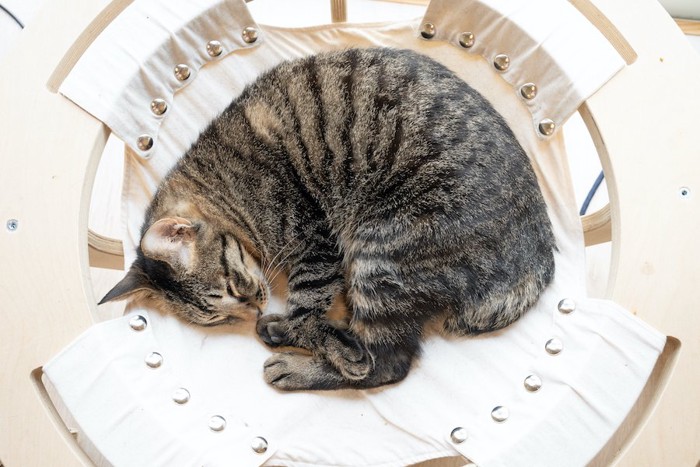 ハンモックの中で丸まって眠る猫