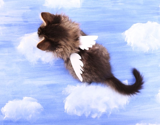 天使の羽が生えた猫