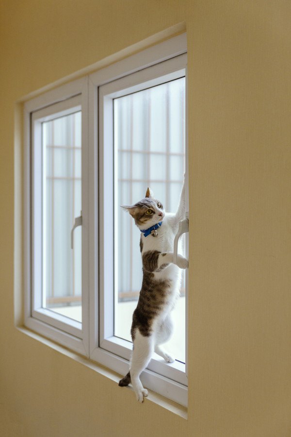 窓の枠に登る猫