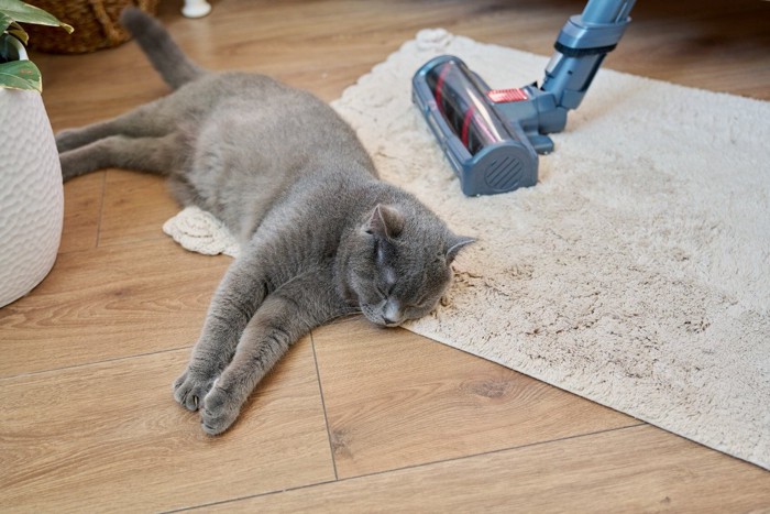 寝ている猫と掃除機