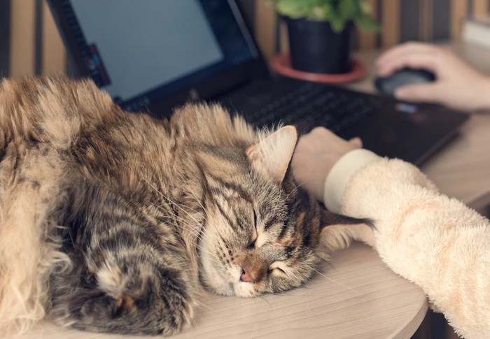 飼い主の操作するパソコンの横で眠る猫