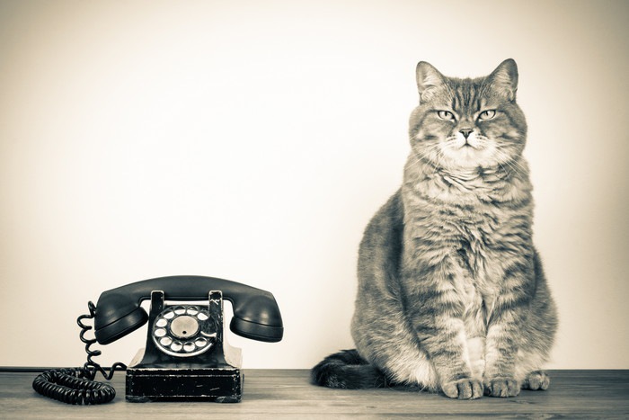 猫と黒電話
