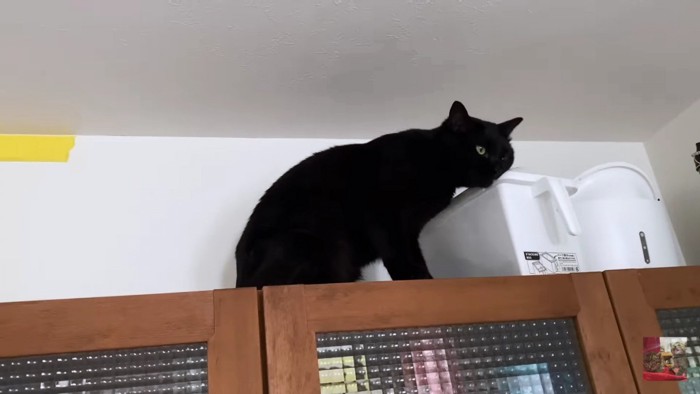 棚上の黒猫