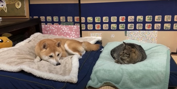 それぞれのベッドでくつろぐ柴犬とキジトラ