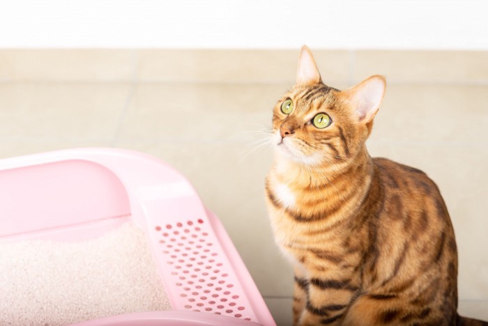 ピンクの猫トイレと猫