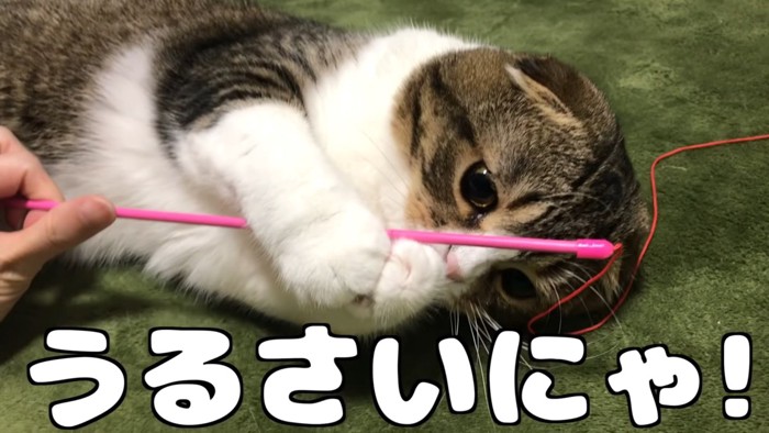 棒を捕まえる猫