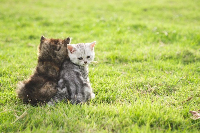 草の上で背中を向ける2匹の子猫