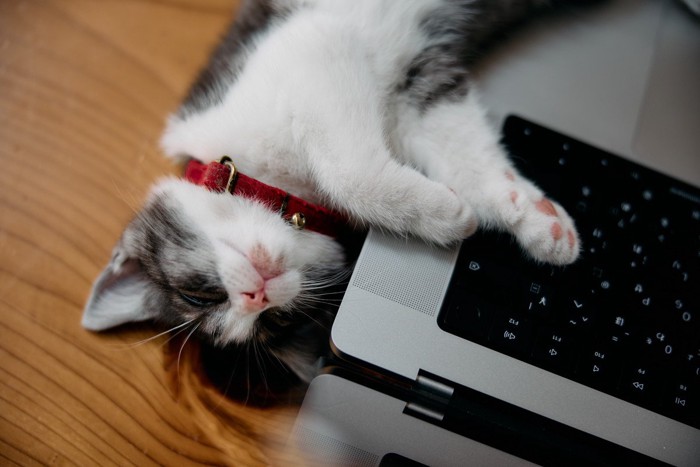 パソコンを抱えて寝る猫