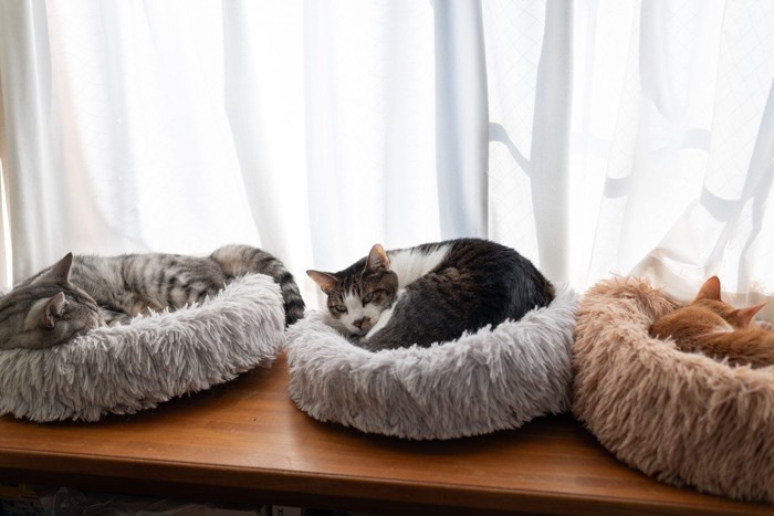それぞれのベッドで寝る猫3匹