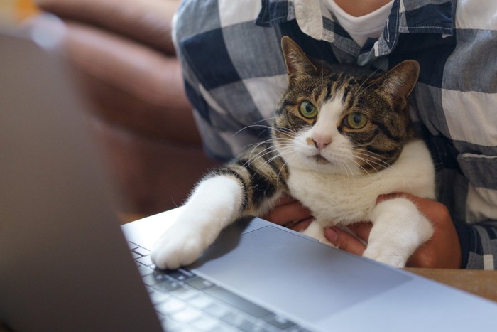 パソコンに手を伸ばす猫