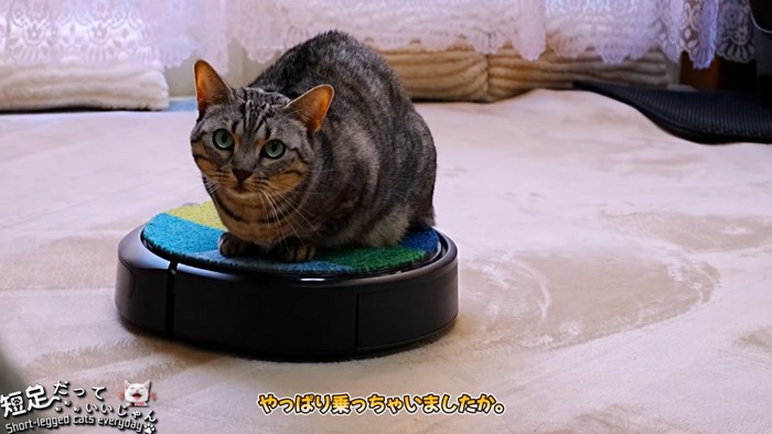 ロボット掃除機に乗る猫