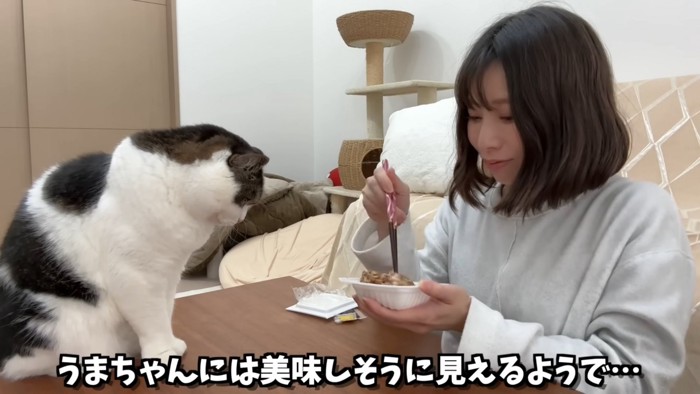 納豆を混ぜる人と見ている猫