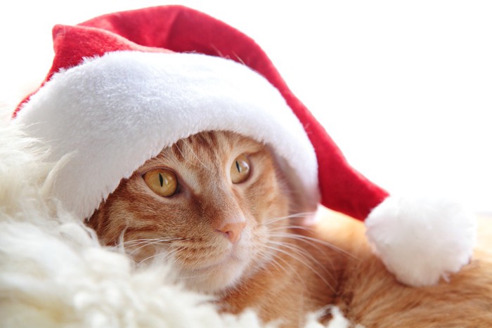 クリスマスの帽子をかぶる猫