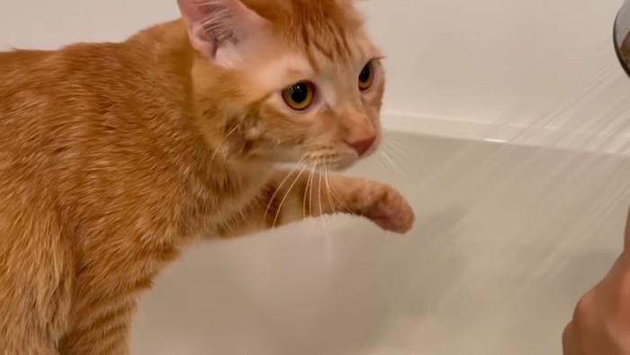 シャワーの水にじゃれる猫