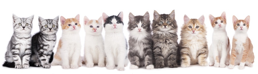 横に並んでいるさまざまな種類の猫