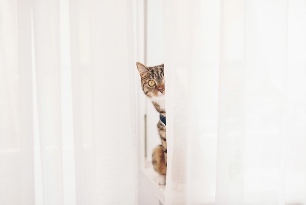 カーテンの間から顔を見せる猫