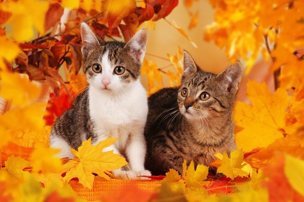 落ち葉と二匹の猫