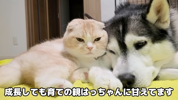 くっついている猫と犬