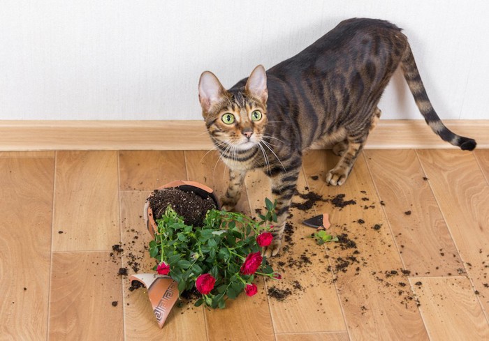 割れた植木鉢と驚いた表情の猫