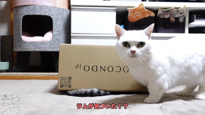 箱と白猫