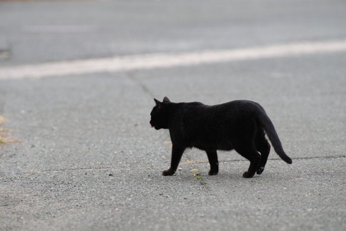 道路を歩く猫