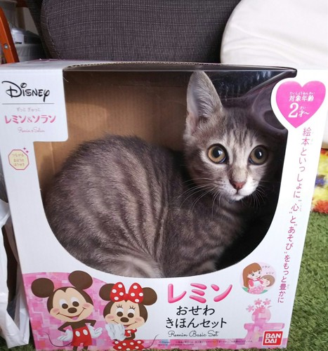 おもちゃの箱に入る猫