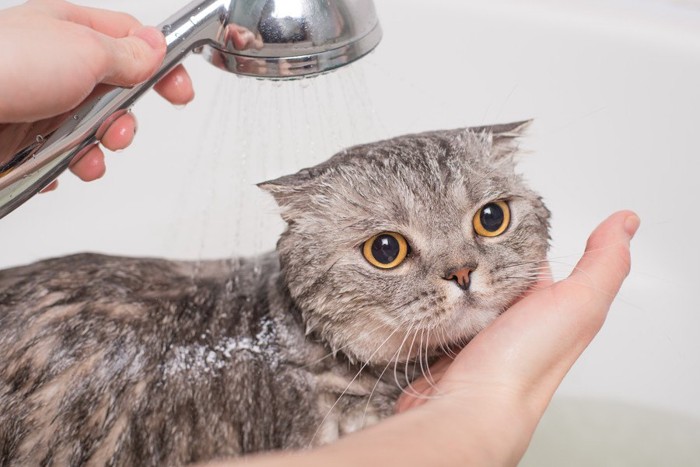 シャワーをかけられる猫