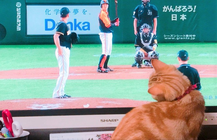 野球観戦する猫