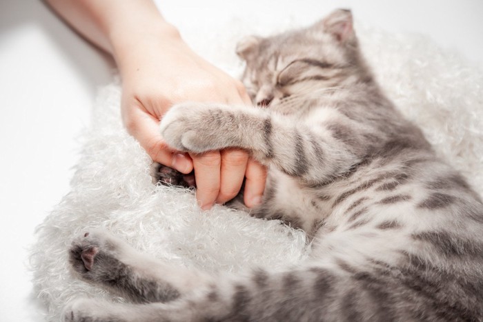 .飼い主の手に抱きついてぐっすり眠る猫