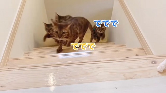 階段を上がる猫たち