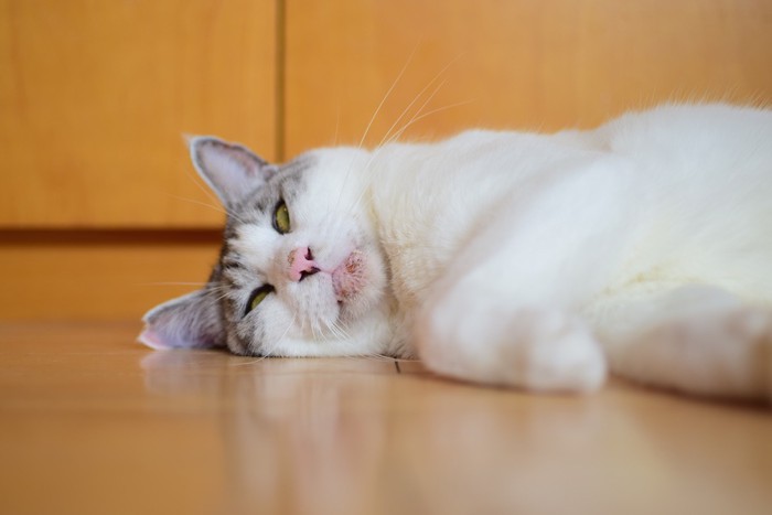 白目をむいて眠る猫