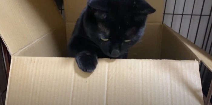 箱から前脚を出す猫