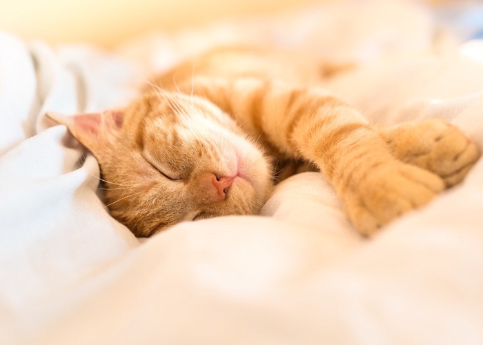 安心して布団で眠る茶トラ猫
