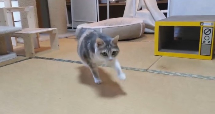 室内を走る猫