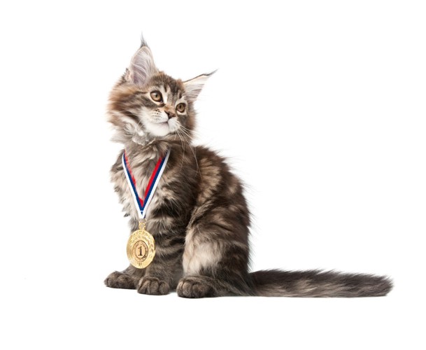 メダルをする猫