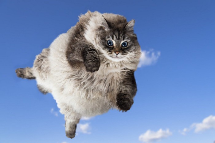 空を飛んでいる大きな猫