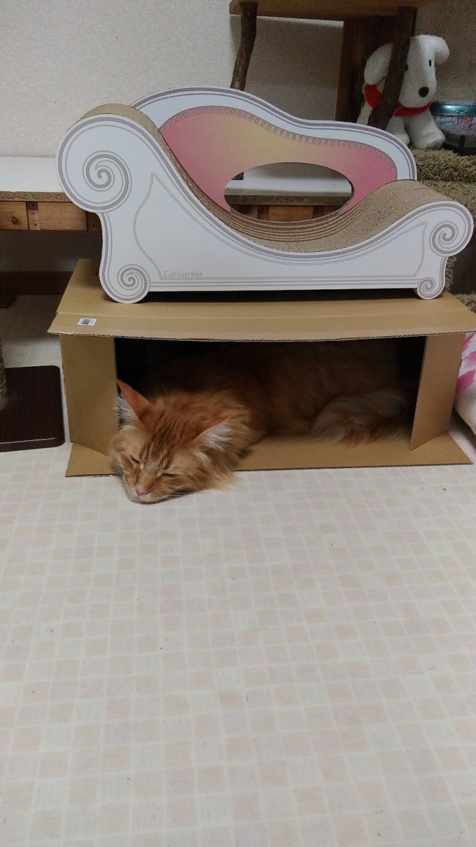 横に置かれた段ボール箱で寝る猫