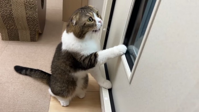 窓に向かって鳴く猫