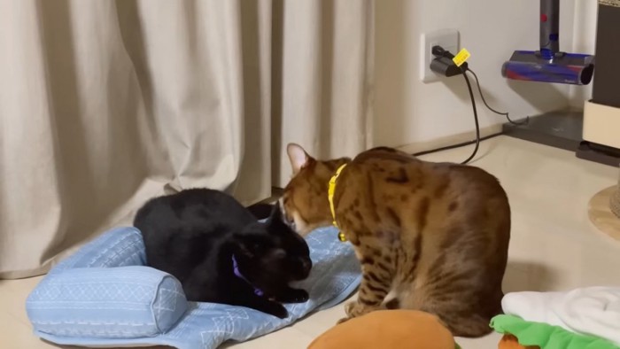 黄色の首輪の猫に毛づくろいされる黒猫