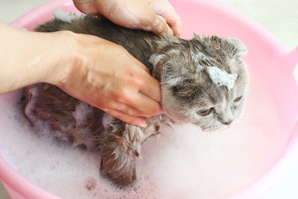 洗い桶でシャンプーされる猫