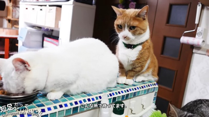ごはんを食べる猫と後ろに座る猫