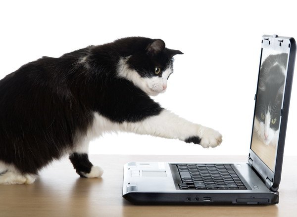 パソコンのキーボードに手をのばしている猫