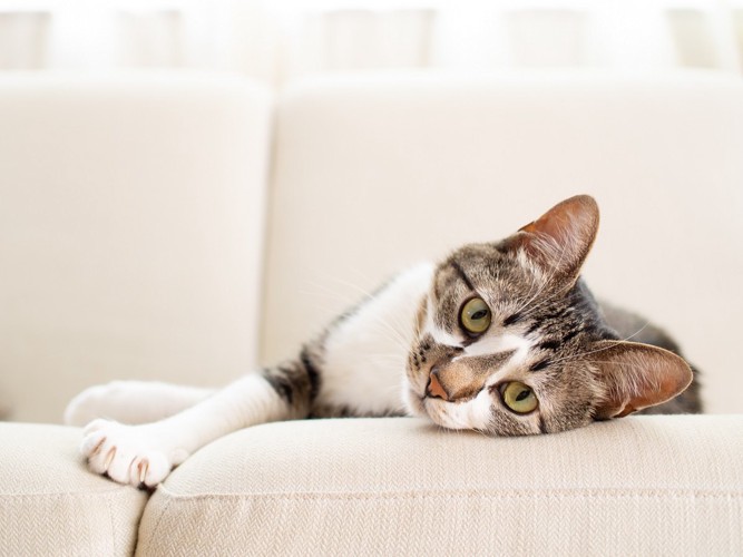 ソファーで横たわる猫