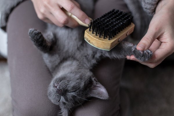 木製ブラシで毛を梳かれる灰色猫