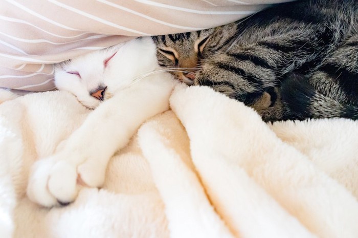 毛布の間で眠る二匹の猫