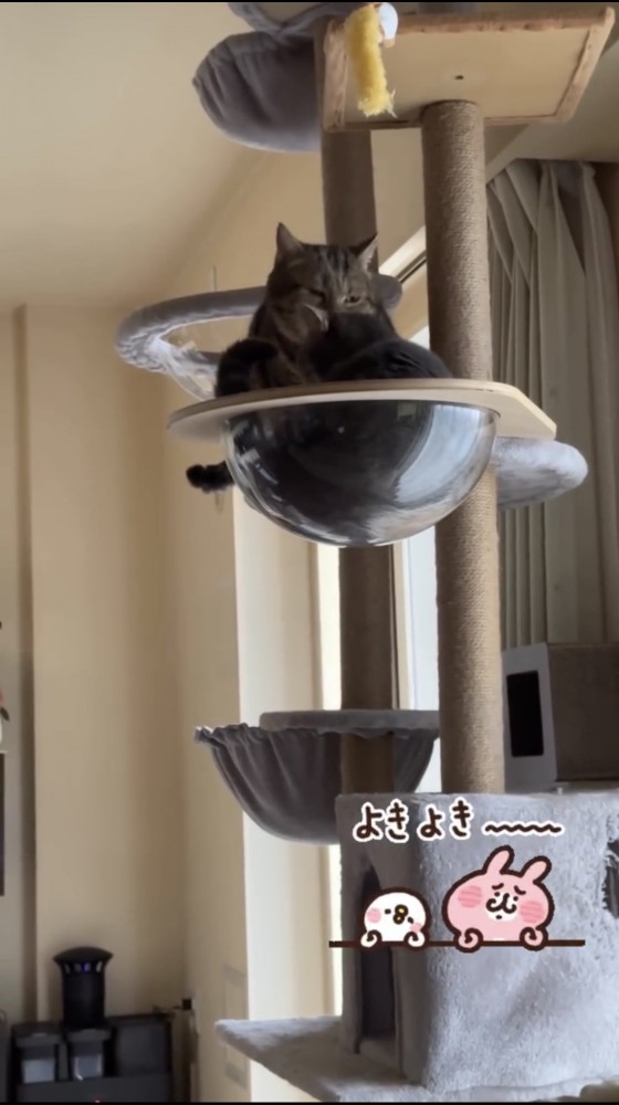 キャットタワーで毛づくろいをする猫