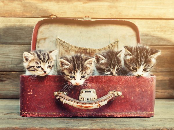 バッグの中に3匹の子猫